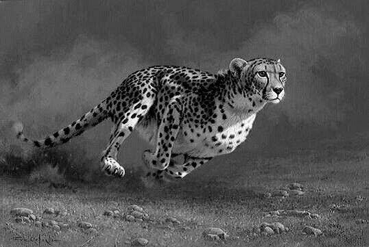 A cheetah sprinting across the plains of the Maasai Mara, Kenya